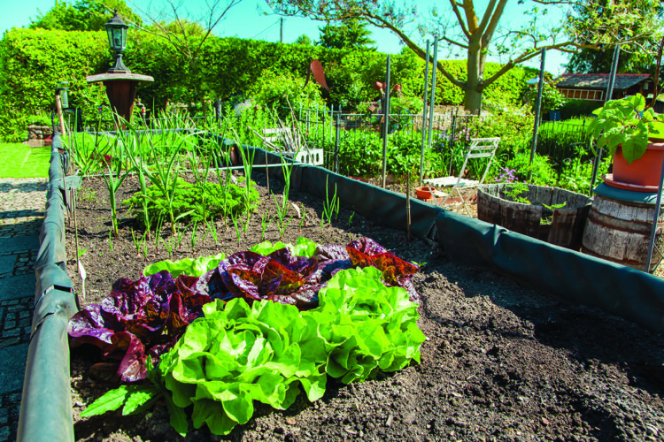 Tips to tend a garden in late summer
